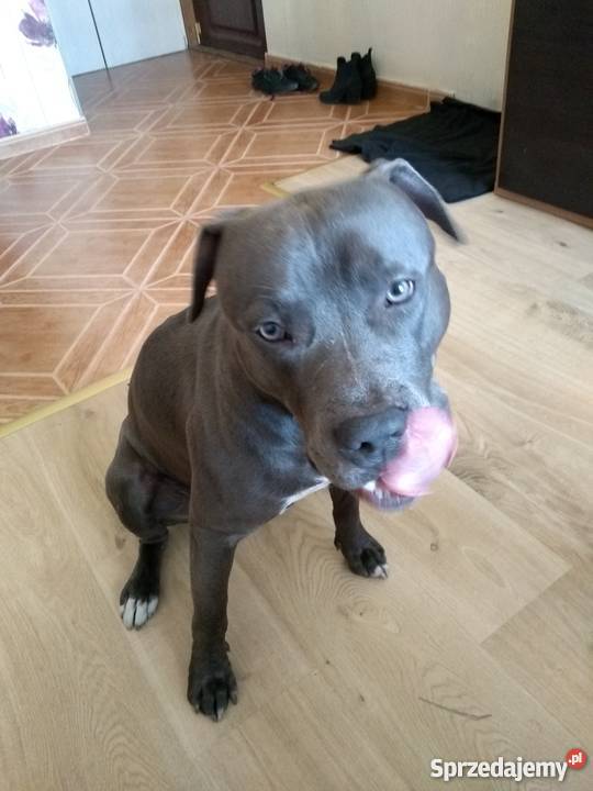 Sprzedam amstaff blue pomorskie Gdańsk