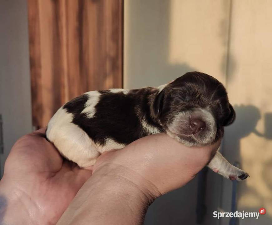 Płochacz niemiecki Wachtelhund szczenięta ZKwP Darłowo