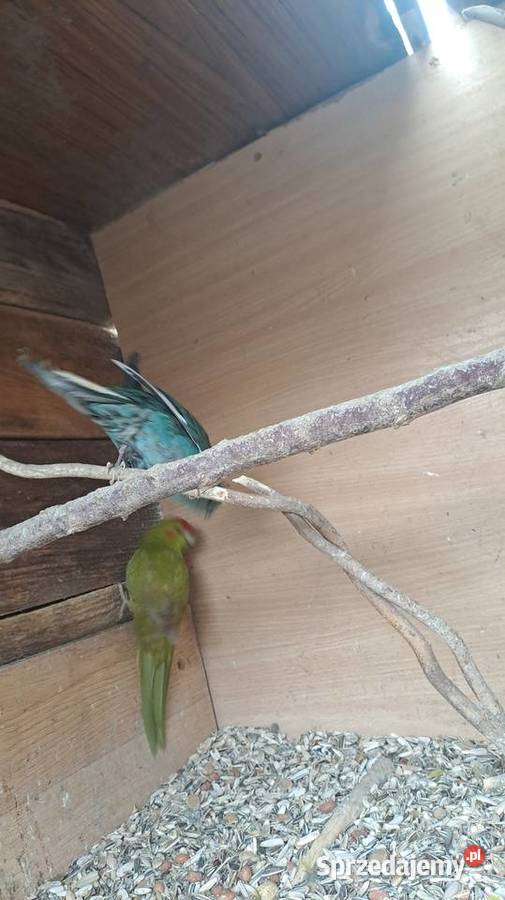 posiadam na sprzedaż papugi kozy Ptaki Wawrzeńczyce