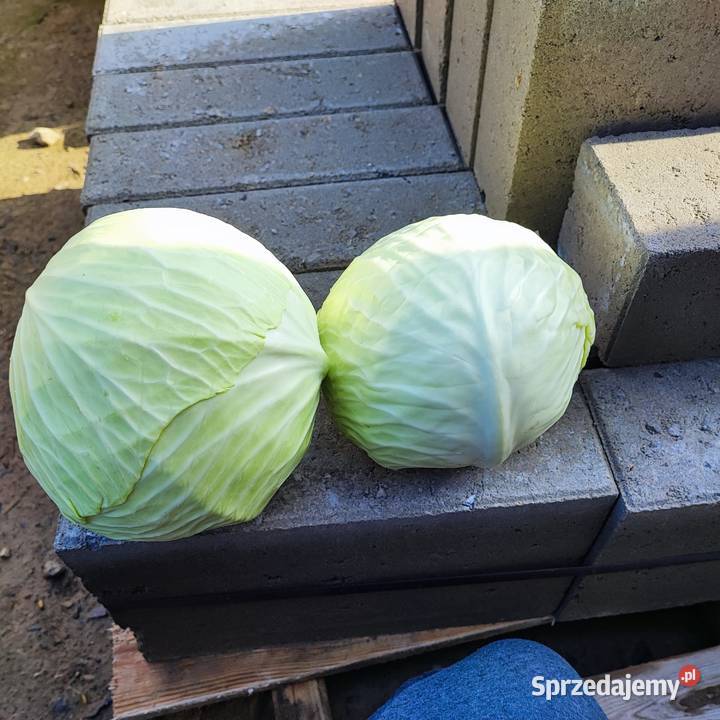Kapusta biała z transportem