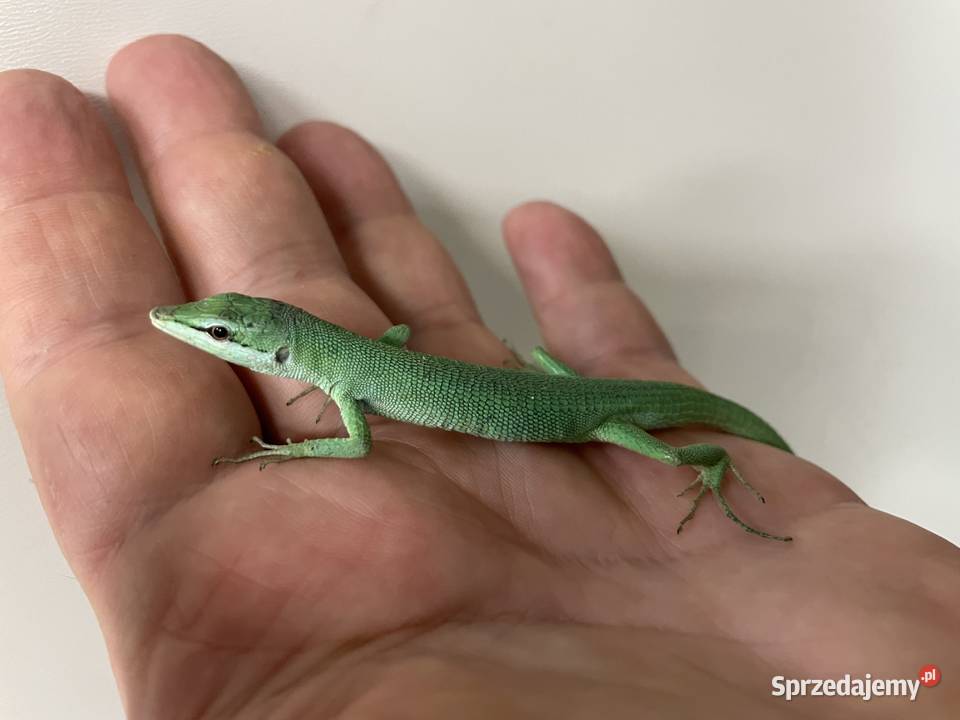 jaszczurki trawiaste Tdorsalis z Japoni odbiór w śląskie Gliwice