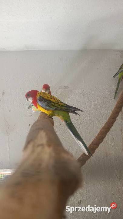 Rozzele białolice z tego roku Czchów