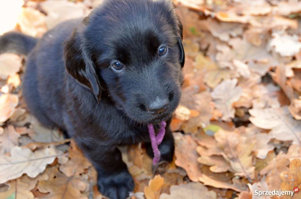 Piękne szczenięta Flat Coated Retriever FCI Wrocław