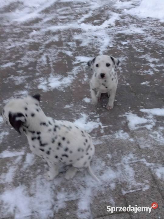 sprzedam szczeniaki dalmatyńczyki Szczucin