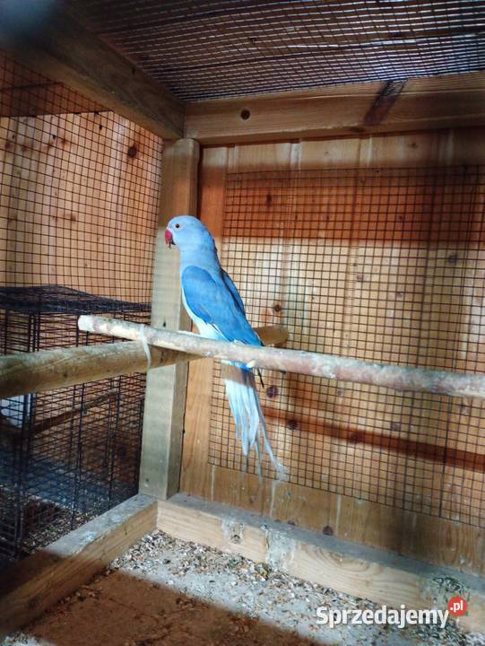 Aleksandretty GO Kamień Górowski