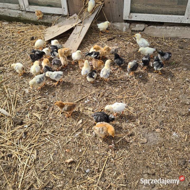 Pisklaki kurczaki
