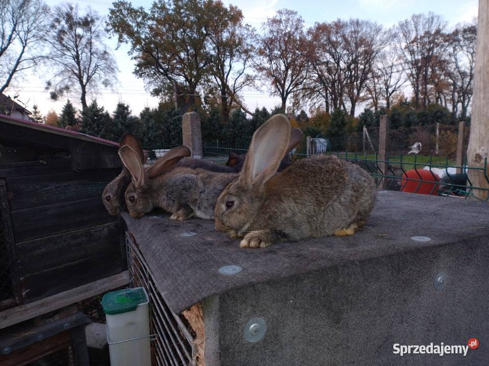 Samce olbrzym belgijski Turzno