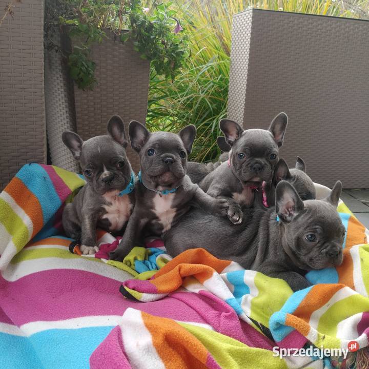Piesek suczka Buldog francuski niebieski BLUE Padew Narodowa