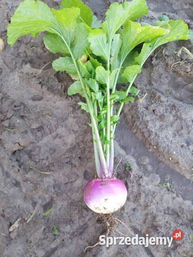 Sprzedam rzepę Charsznica