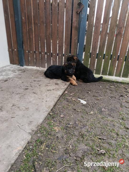 Owczarek niemiecki długowłosy gotowe do odbioru Leżajsk