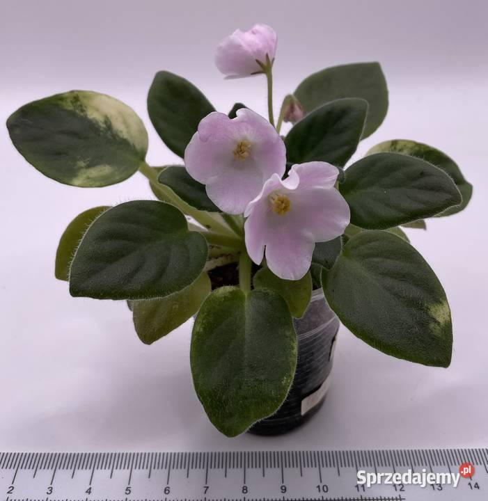 Fiołek afrykański sadzonka Jędrzejów