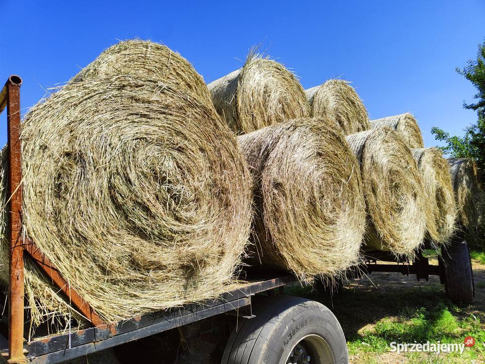 Siano 2025 rozmiar 120x120 świętokrzyskie Pińczów