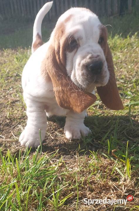 Basset hound szczenięta z renomowanej hodowli wielkopolskie Batorowo