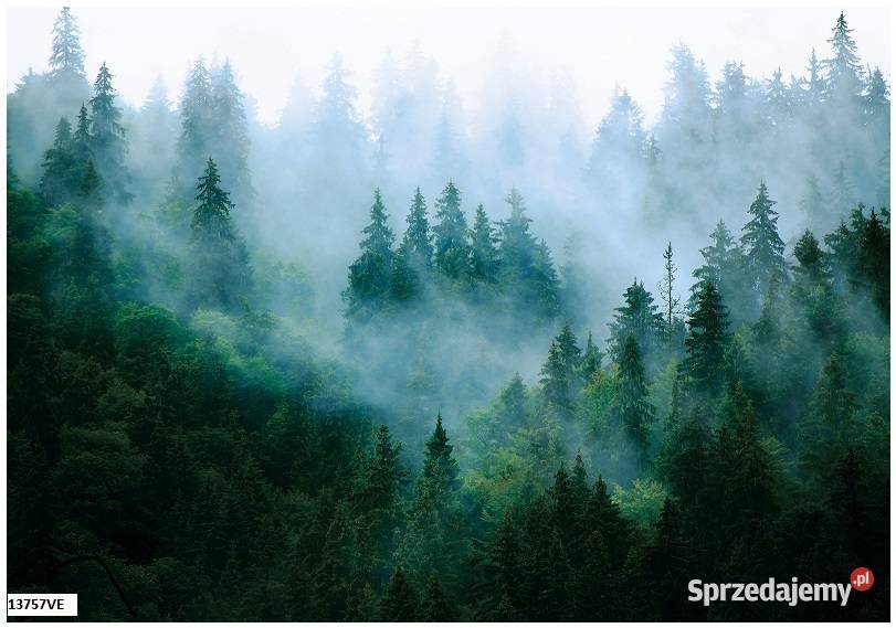 Tapeta fototapeta Las Las we mgle 3D Leszno