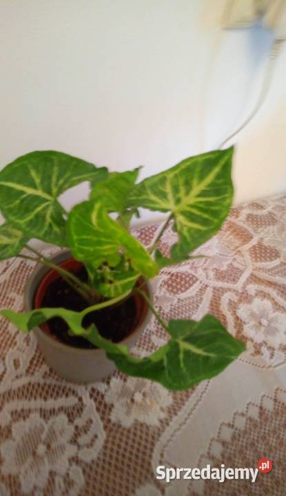 35 Kwiaty doniczkowe Syngonium podophyllum Arrow Warszawa