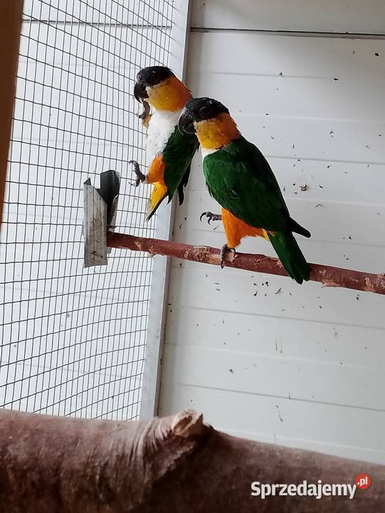 Barwinki czarnogłowe Strzeleczki