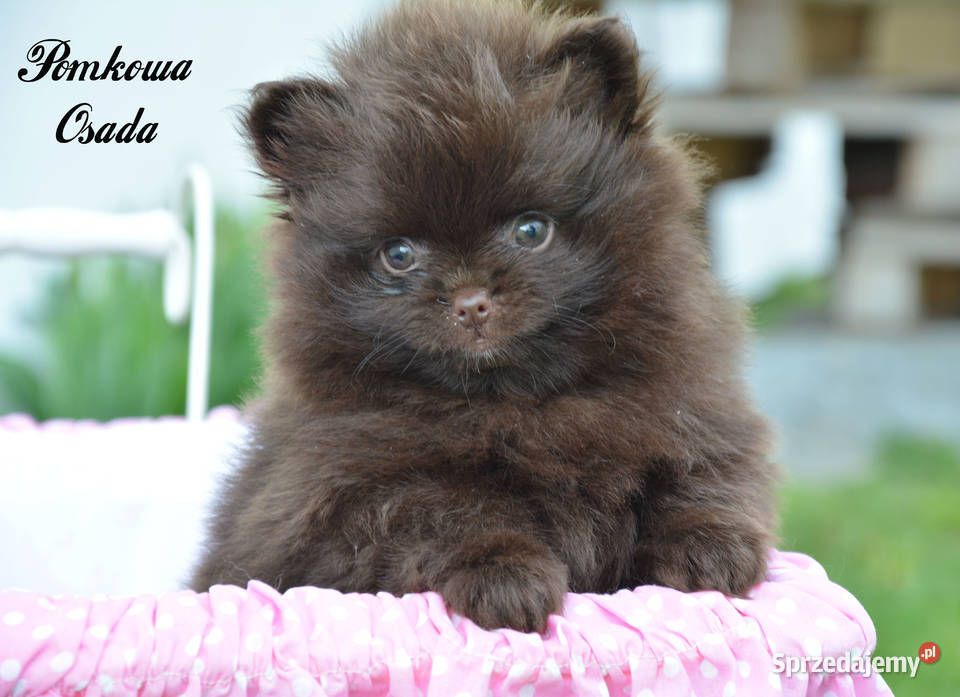 Szpic pomeranian miniatura