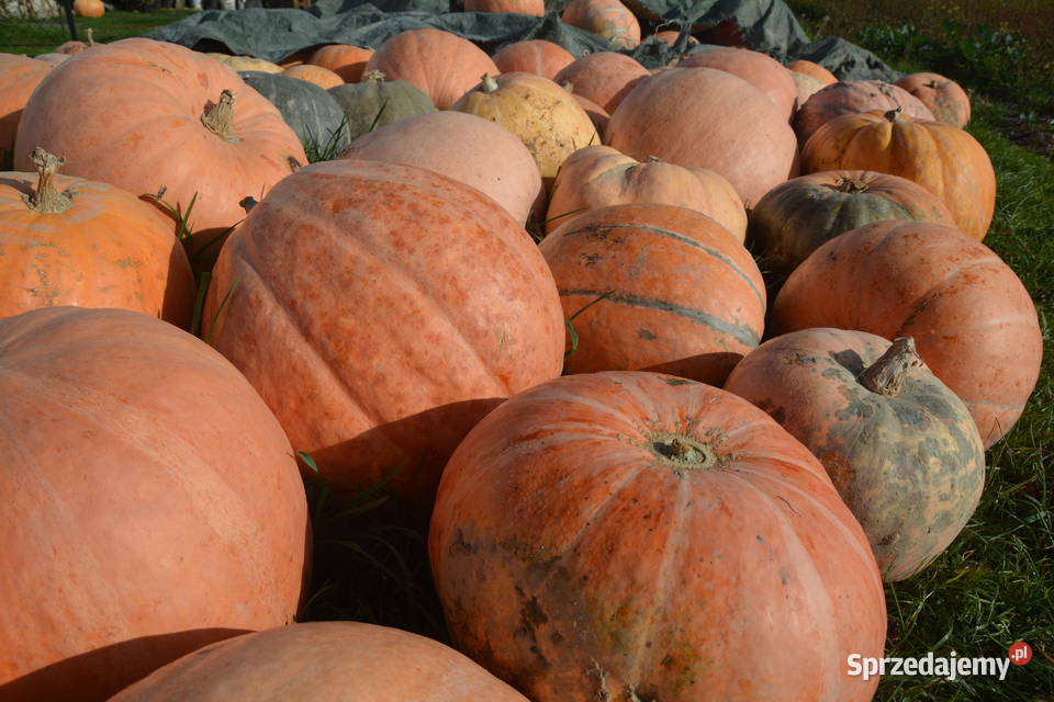 Sprzedam Dynię kurbydłatrzody Godowa