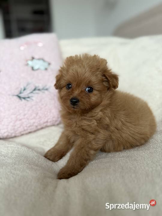 POMAPOO szpic miniaturowy pudel toy suczka Rębieskie