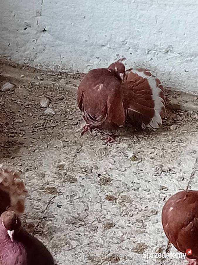 Pawiki czerwone na lęcie