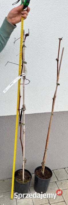 Winorośl Kiszmisz BU Duży beznasienny winogron Łazy Brzyńskie