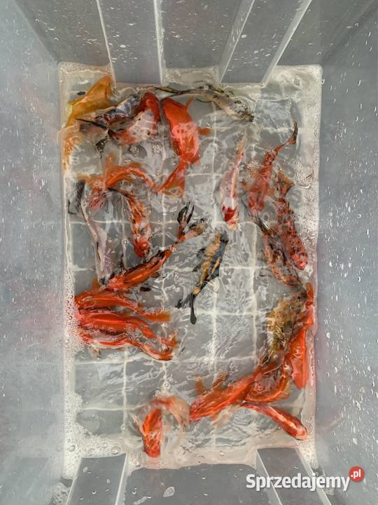 Narybek ryby amur karp tołpyga jesiotr koi karaś Ryby sprzedam