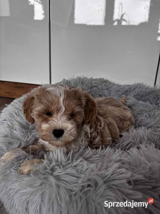 Pieski rasy Maltipoo
