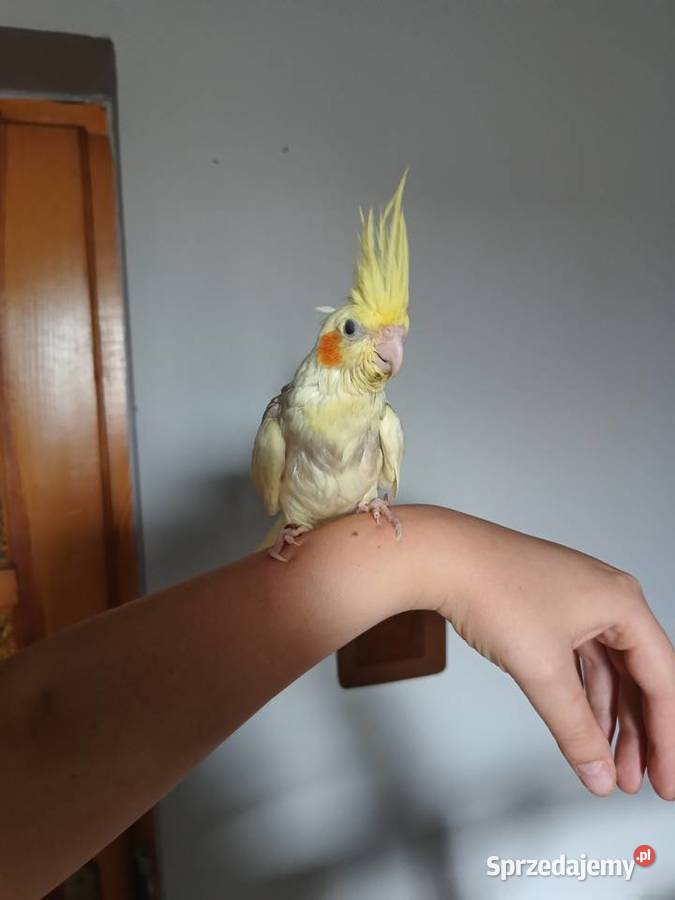 Papugi nimfy ręcznie karmione Bochnia