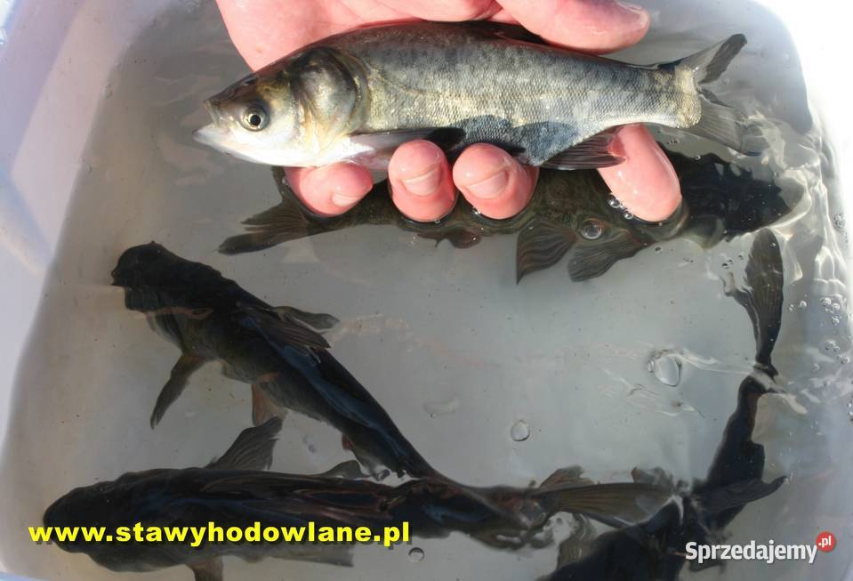RYBY karp karaś jesiotr amur miętus szczupak łódzkie