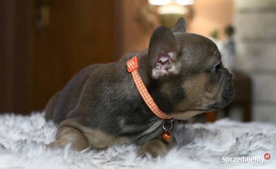 Buldog francuski sunia Gotowa do odbioru BEZA sprzedam