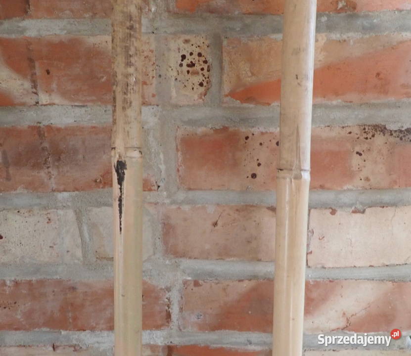 Stelaż podpora do pomidorów bambusowy kijek 180 Zagnańsk