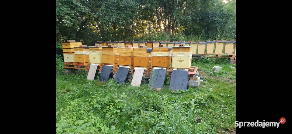 Sprzedam rodziny pszczele Lublin