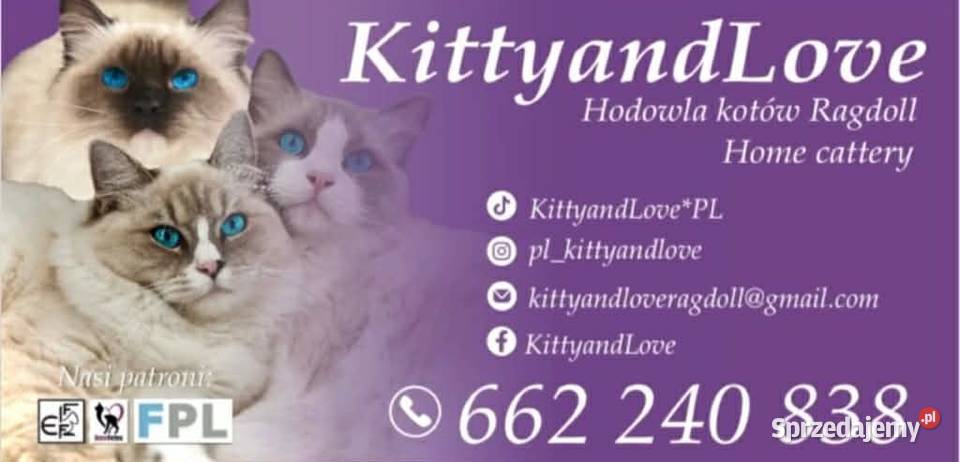 Kocięta Ragdoll z hodowli FiFeFLP Aleksandrów Łódzki
