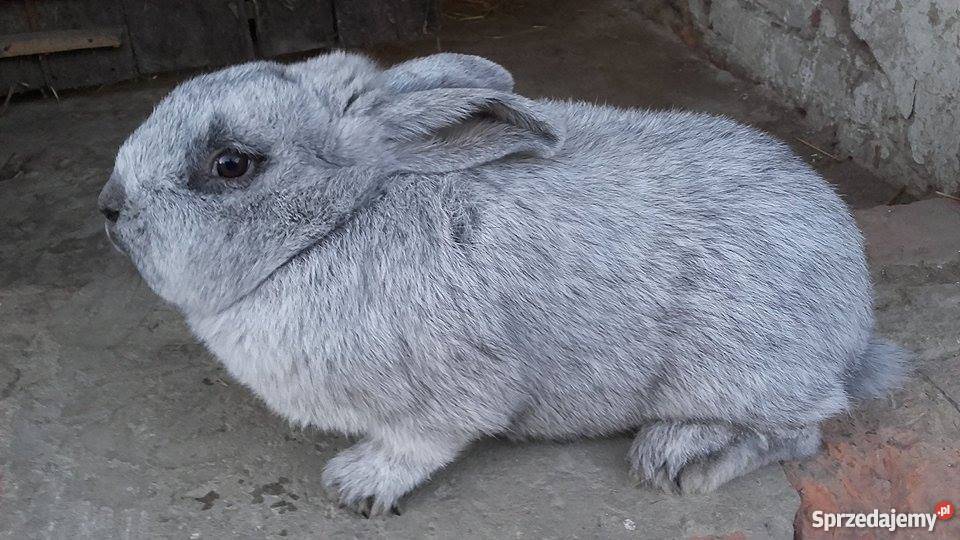 Samiec Wielki Jasnosrebrzysty Kraśnik sprzedam
