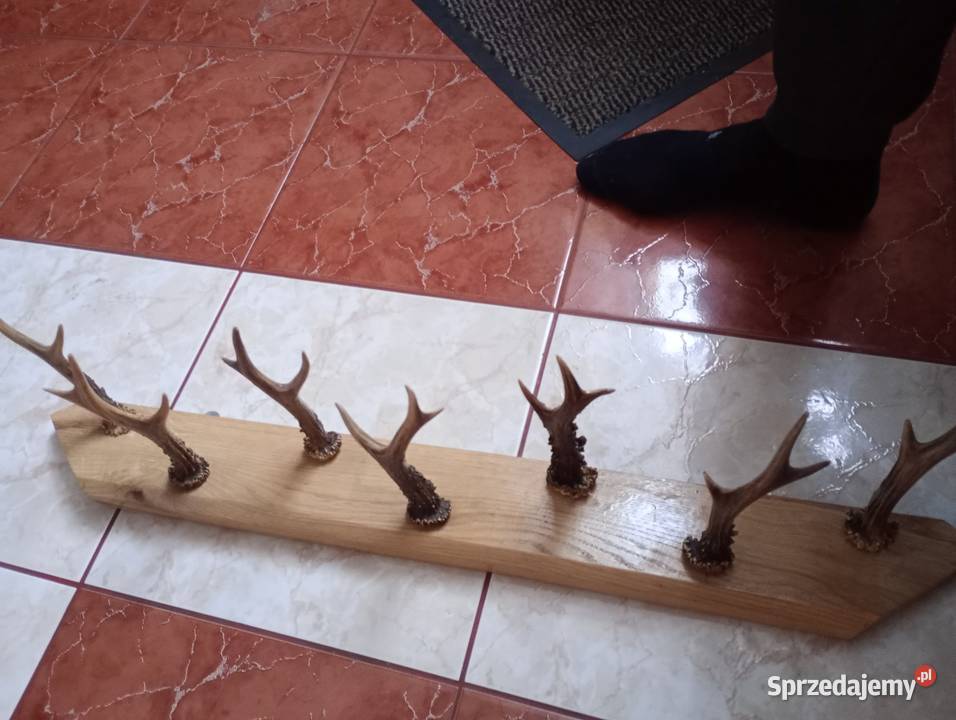 Poroże jelenia Pelagia sprzedam