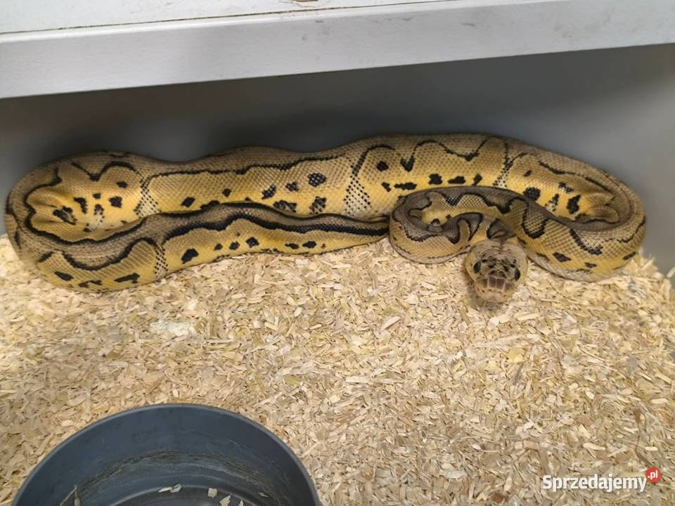 Pytam królewski samica pied lubuskie Kiełcz