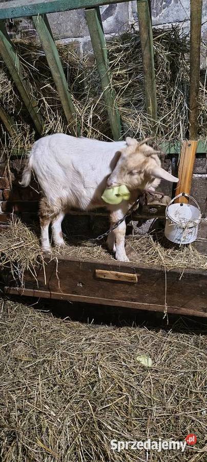 Koza 6 miesięcy sprzedam