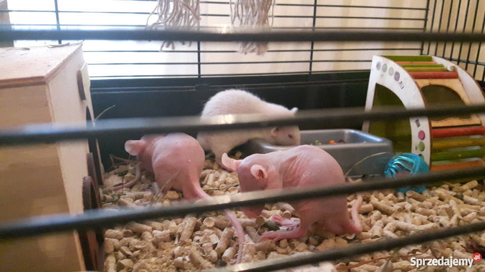 Przepiękne szczury szczurki sfinkszdrowe bez Zgierz