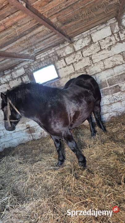 Sprzedam spokojna kara