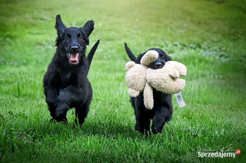 FlatCoated Retriever ZKwP FCI czarne i Tarnów