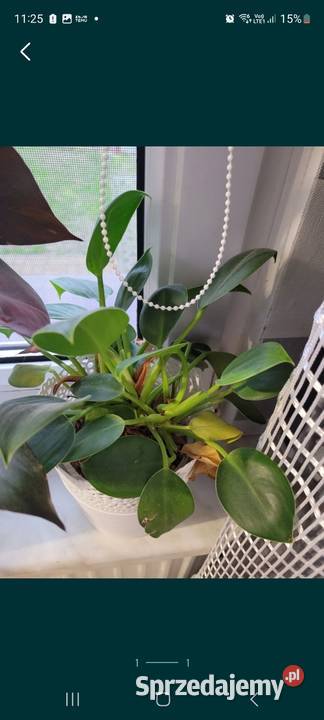 Philodendron filodendron lubelskie Kamień-Kolonia sprzedam