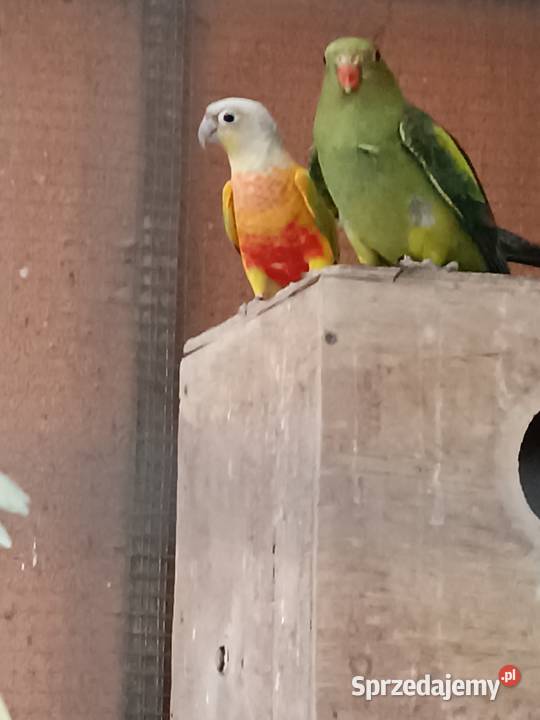 Sprzedam papugę rudosterke Drawsko sprzedam