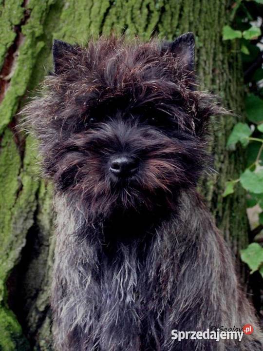 Cairn Terrier rodowodowe ZKwPFCI szczenięta sprzedam