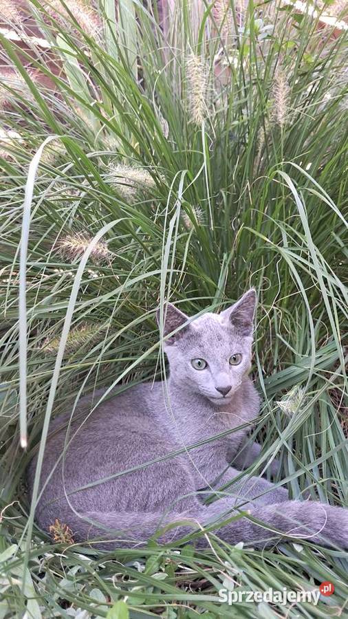 Kocurek Rosyjski Niebieski Jaczów