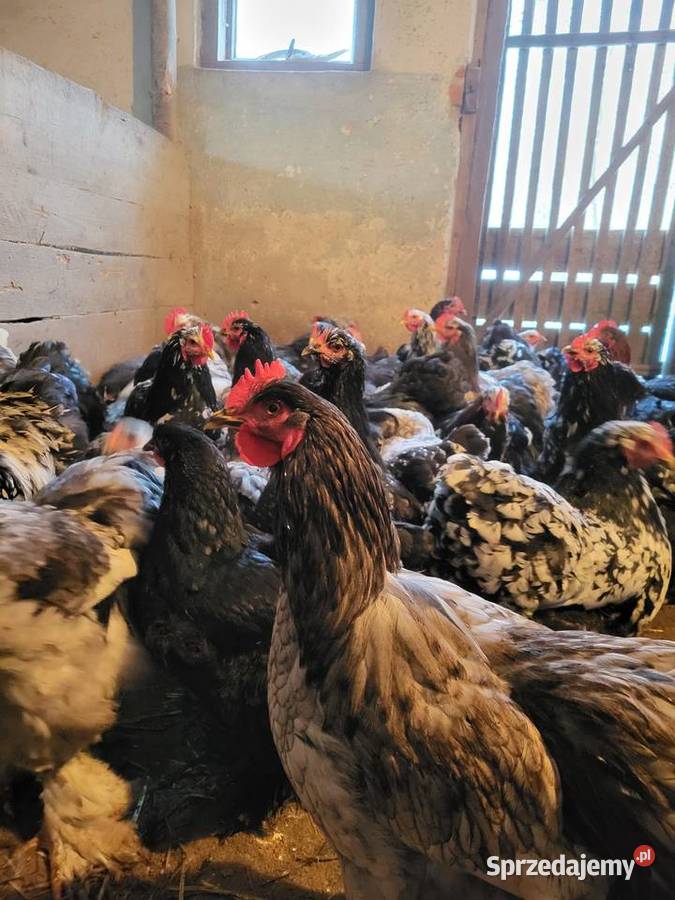 Kury Kochin Olbrzymi Kramarzówka