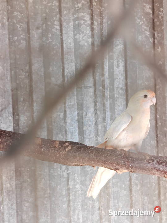 Sprzedam papugi rozella królewska białolica Ptaki Sochaczew