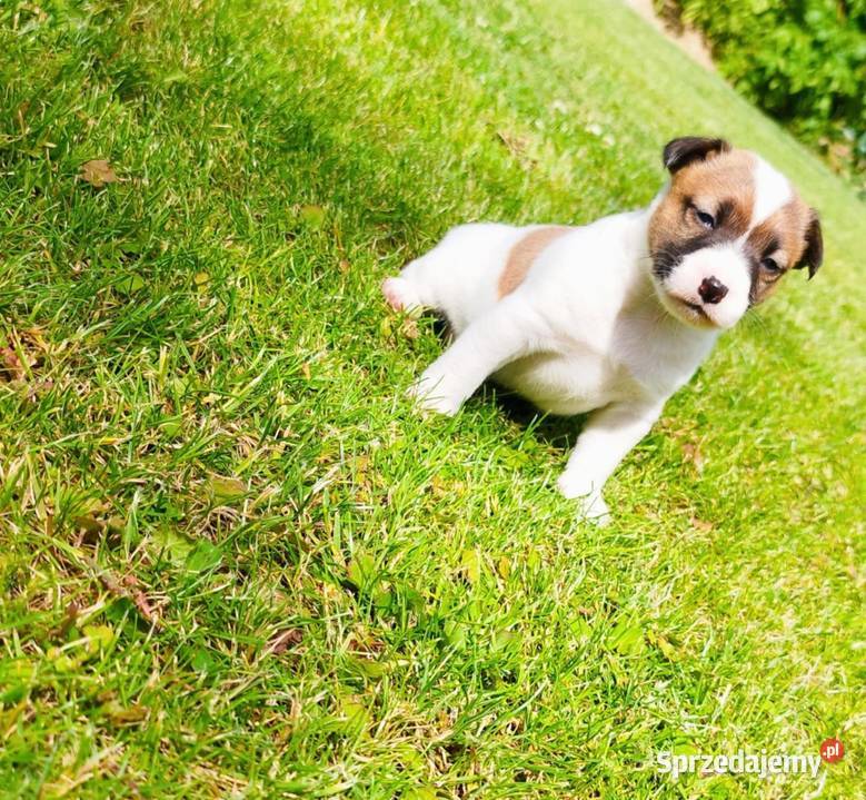 Jack Russell terrier świętokrzyskie Opatów sprzedam