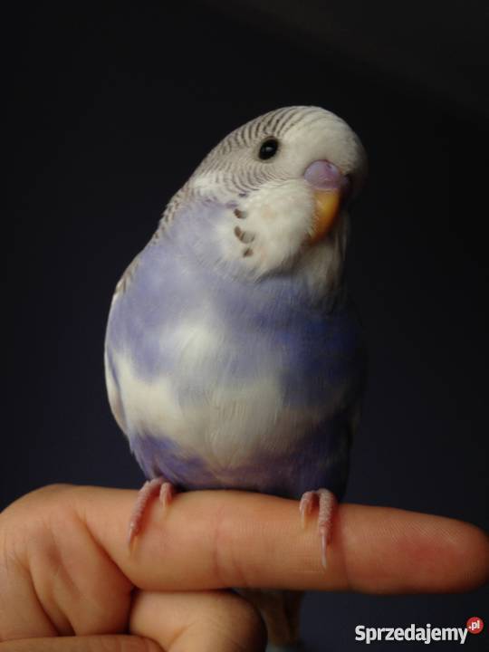 RĘCZNIE KARMIONE PAPUGI FALISTE Góra sprzedam