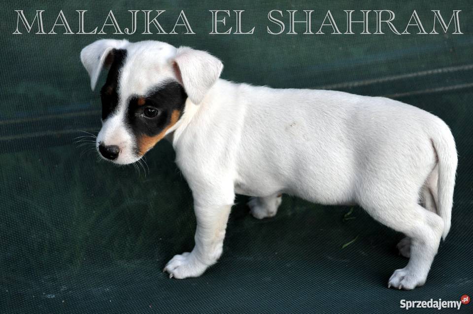 SUCZKA Jack Russell Terrier na KRÓTKICH nóżkach mazowieckie Sochaczew