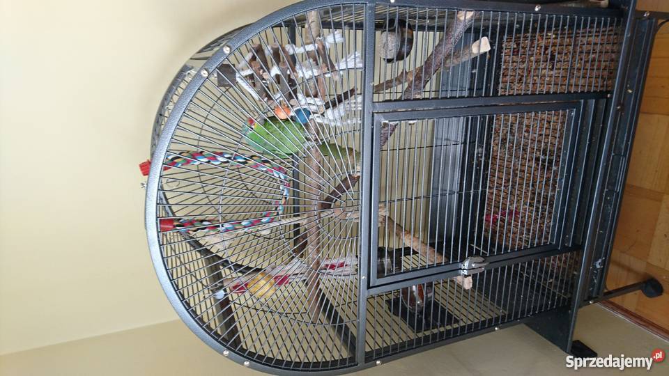 Papuga Amazonka żółtolica podlaskie Łomża